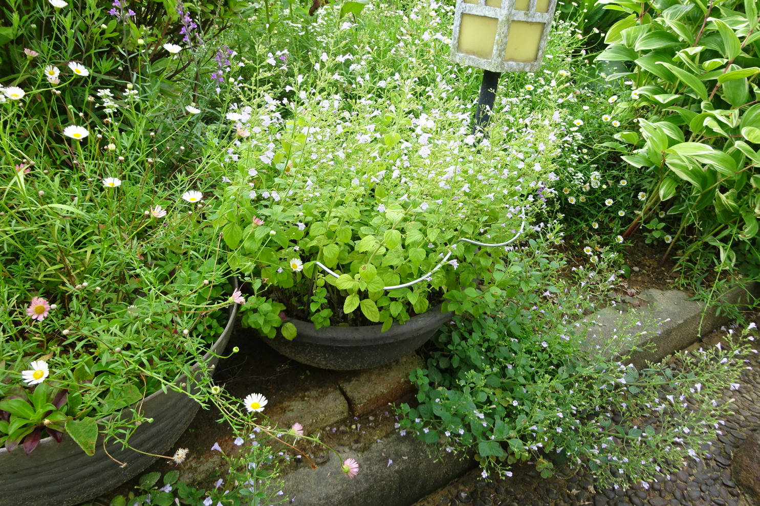 http://gr-garden.com/flower-guard-image12.jpg