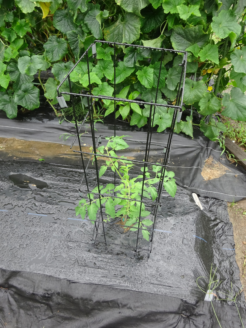 http://gr-garden.com/item/flower_support/%E3%83%88%E3%83%9E%E3%83%881.jpg
