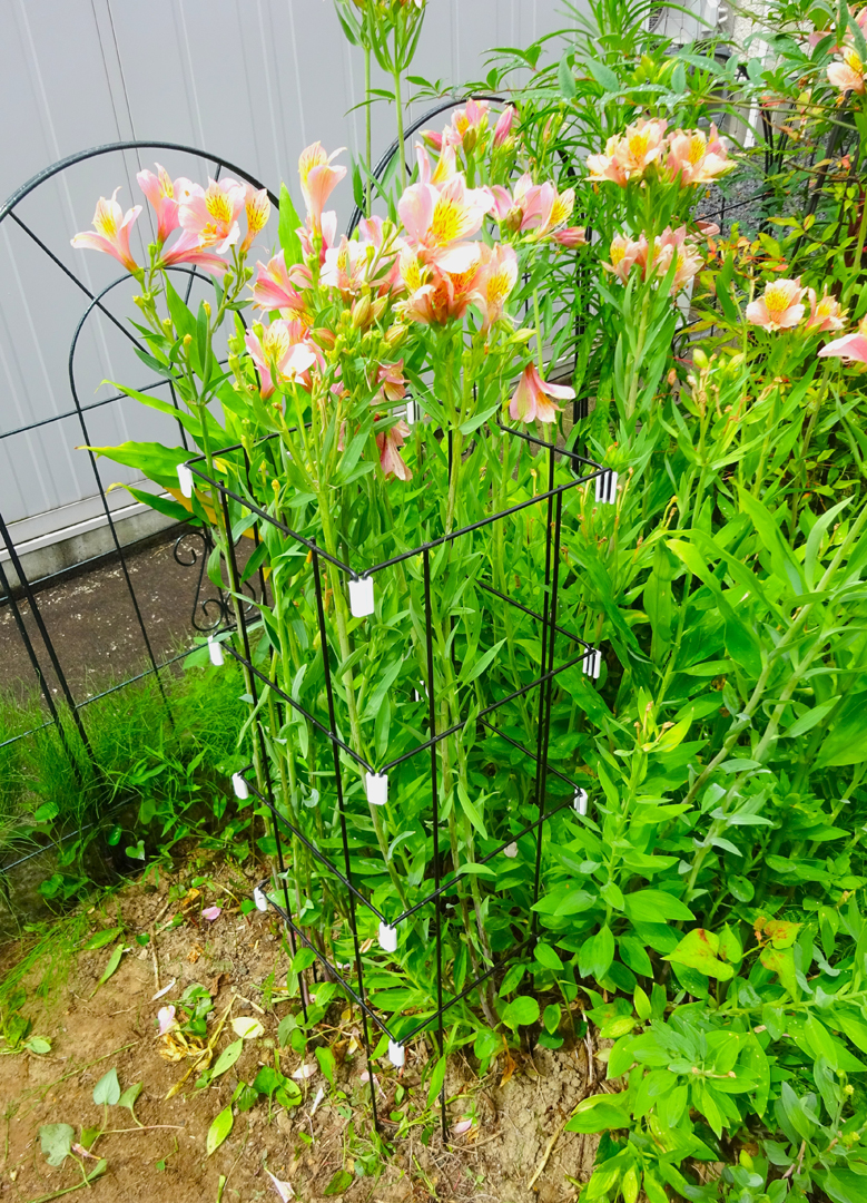 http://gr-garden.com/item/flower_support/06238.jpg
