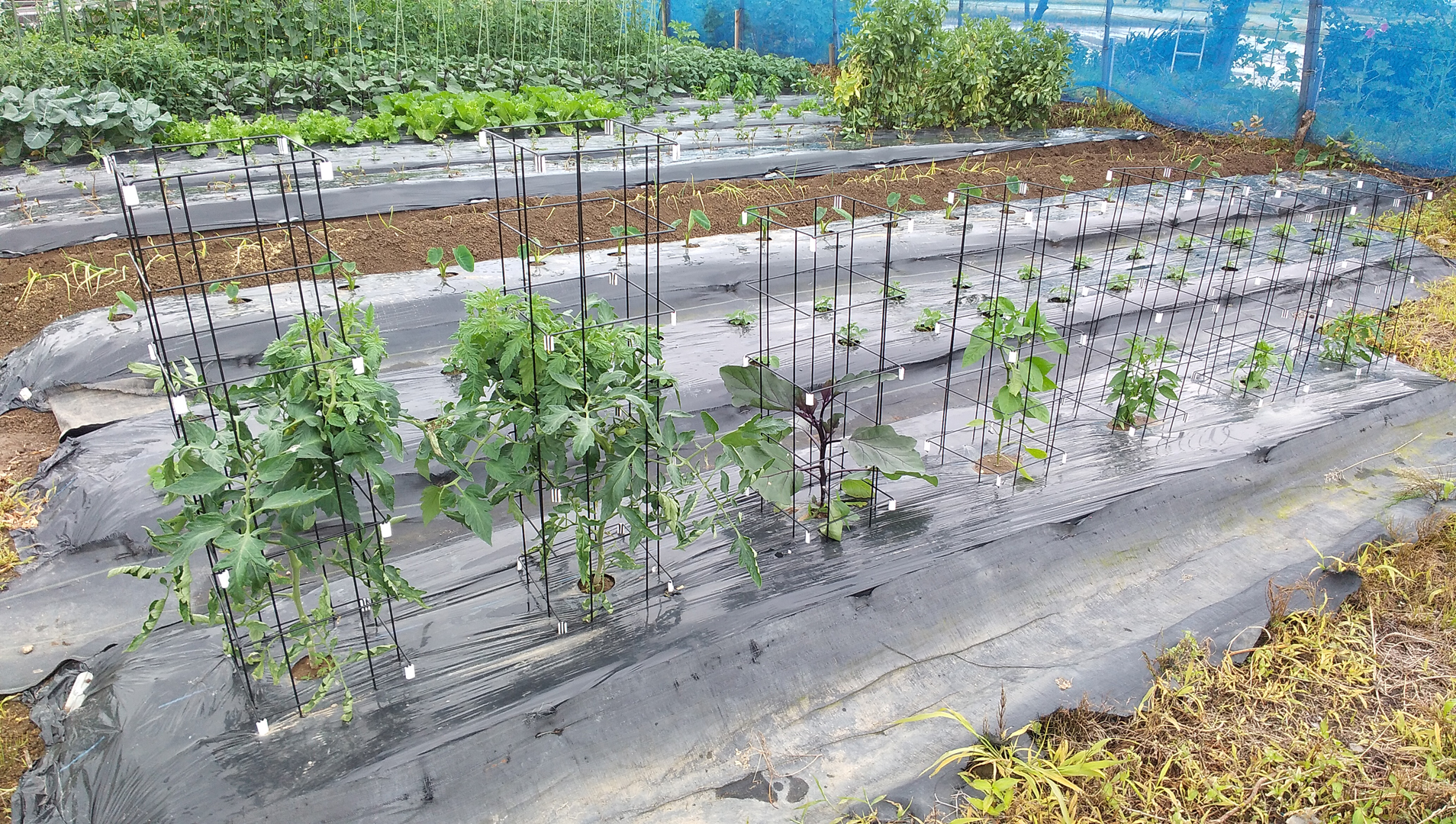 http://gr-garden.com/item/flower_support/153240.jpg